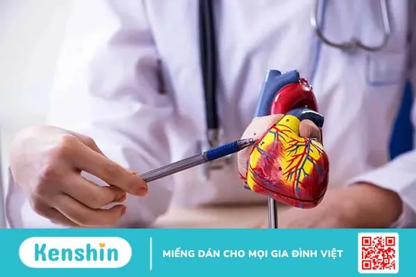 Chức năng của tim và những điều bạn cần biết