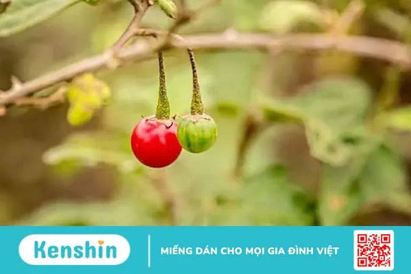 Chuyên gia giải đáp: Những ai không nên uống cà gai leo?