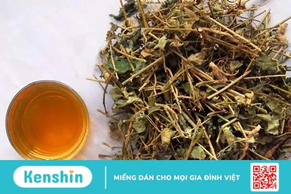 Chuyên gia giải đáp: Những ai không nên uống cà gai leo?