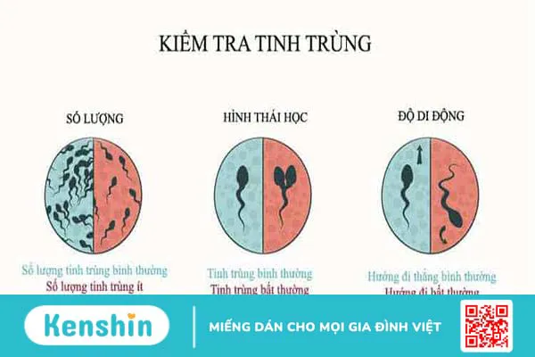 [Chuyên gia giải đáp] Phái mạnh nên ăn gì tốt cho tinh trùng?