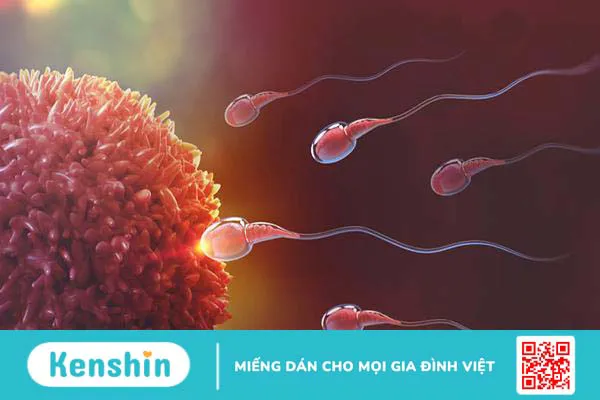 Chuyên gia giải đáp: Sau bơm IUI bao lâu thì tinh trùng gặp trứng?