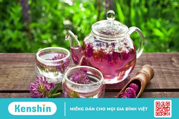 Cỏ ba lá đỏ là gì? Tác dụng của cỏ ba lá đỏ với sức khỏe