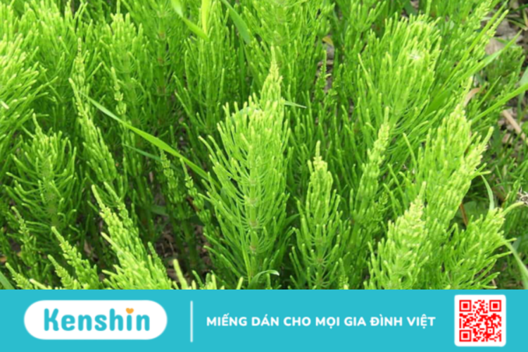 Cỏ đuôi ngựa – Thành phần dược liệu quý giá