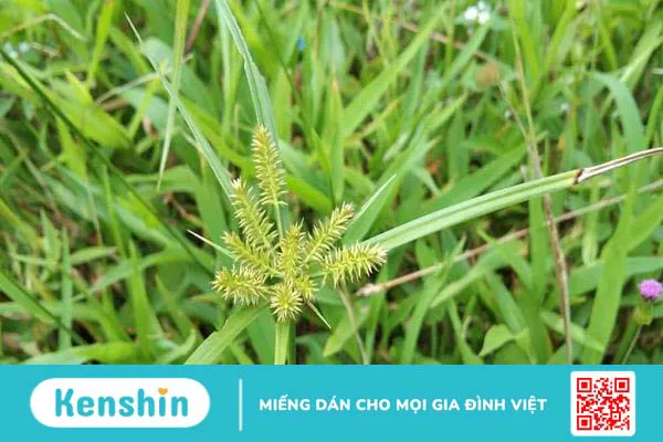 Cỏ mần trầu có tác dụng gì khi uống và khi gội đầu?