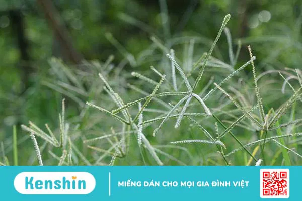 Cỏ mần trầu có tác dụng gì khi uống và khi gội đầu?