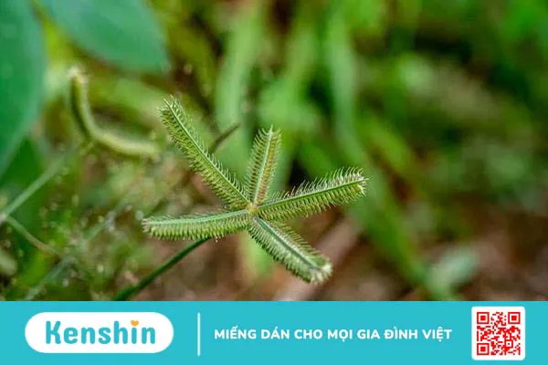 Cỏ mần trầu có tác dụng gì khi uống và khi gội đầu?