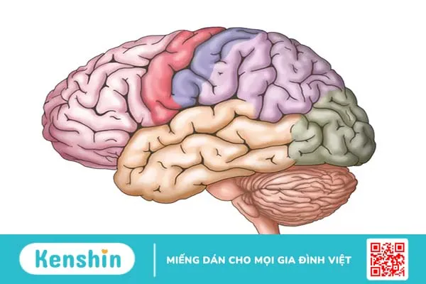 Công dụng của cây kế sữa: Có thể bạn chưa biết