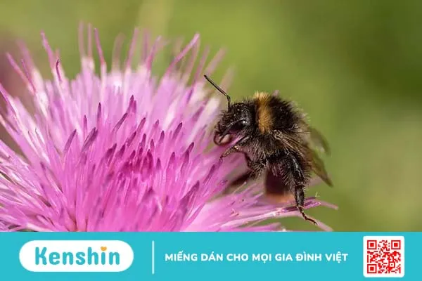Công dụng của cây kế sữa: Có thể bạn chưa biết