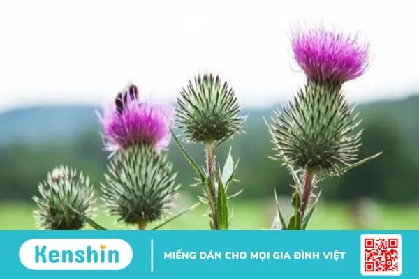 Công dụng của cây kế sữa: Có thể bạn chưa biết