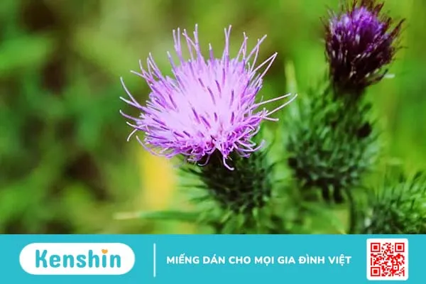 Công dụng của cây kế sữa: Có thể bạn chưa biết
