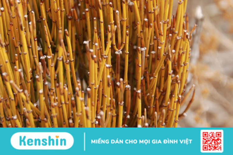 Công dụng của Ephedra không phải ai cũng biết