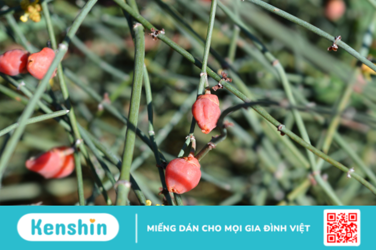 Công dụng của Ephedra không phải ai cũng biết