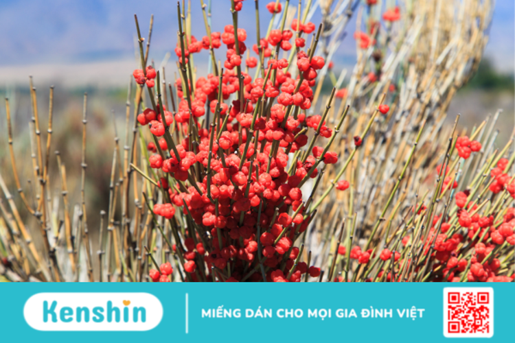 Công dụng của Ephedra không phải ai cũng biết