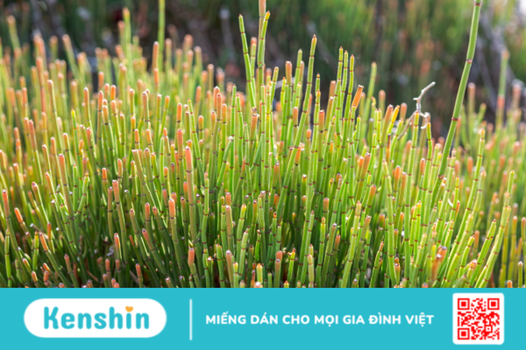 Công dụng của Ephedra không phải ai cũng biết