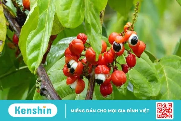 Công dụng của hạt guarana và những lưu ý dành cho bạn khi dùng