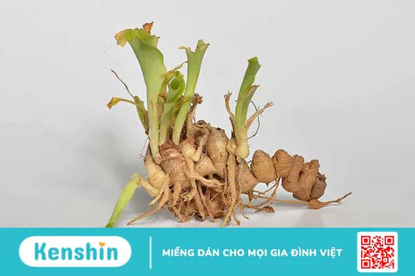 Củ địa liền có tác dụng gì cho sức khỏe?