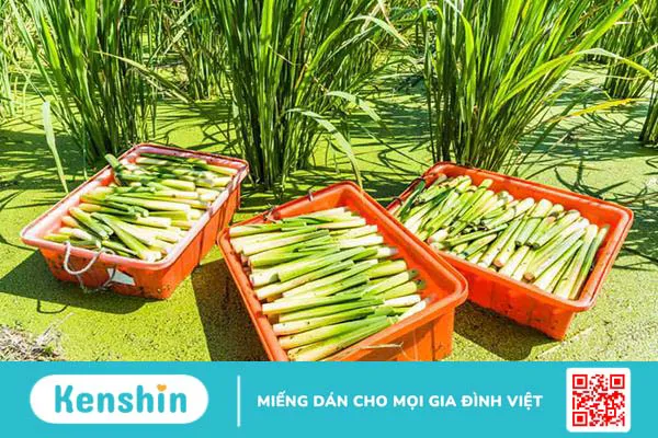 Củ niễng: một vị thuốc tốt mà ít ai ngờ tới