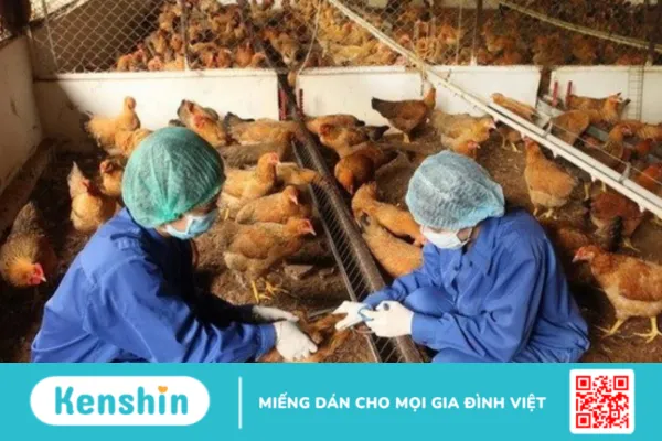 Cúm gia cầm là gì ? cách điều trị bệnh