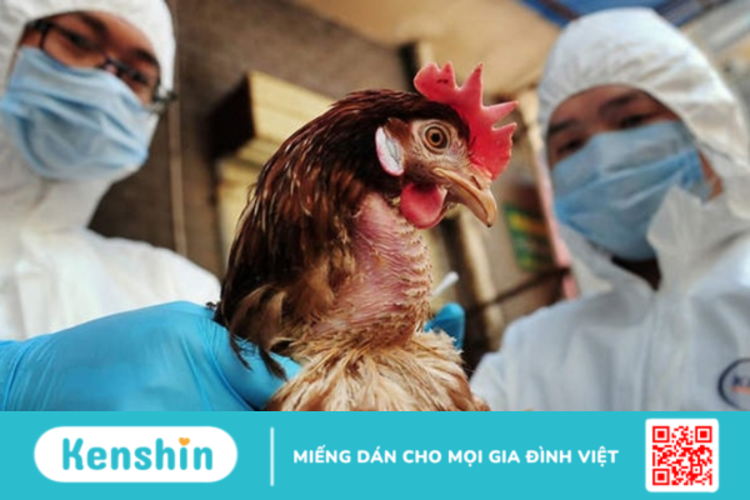 Cúm H3N8: Chủng virus cúm gia cầm mới liệu có đáng lo?