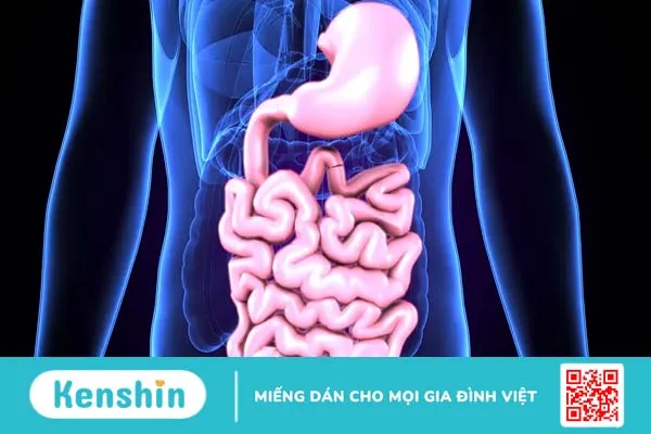 Dạ dày nằm ở đâu, có chức năng gì? Các bệnh dạ dày và cách ngừa bệnh