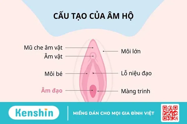 Đặt thuốc phụ khoa bao lâu thì rửa? Cách vệ sinh vùng kín sau khi đặt thuốc