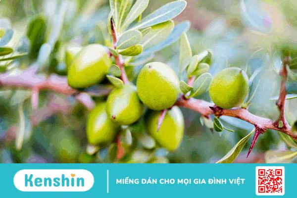 Dầu argan: Khỏe đẹp với “vàng lỏng” từ xứ Morocco