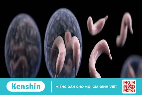 Dấu hiệu nhận biết các dạng nhiễm ký sinh trùng ở trẻ nhỏ