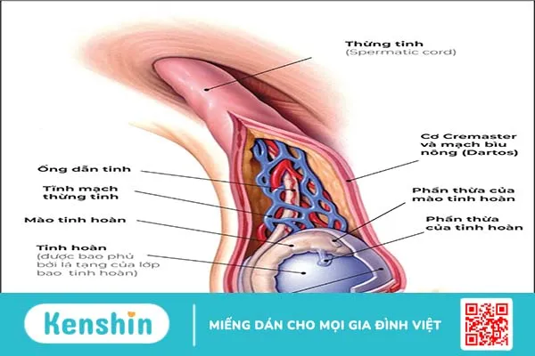 Đau tinh hoàn là bệnh gì? Nguyên nhân, triệu chứng và cách điều trị