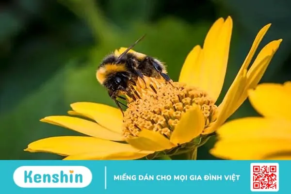 Dị ứng mật ong: Triệu chứng nhận biết và phương pháp điều trị hiệu quả