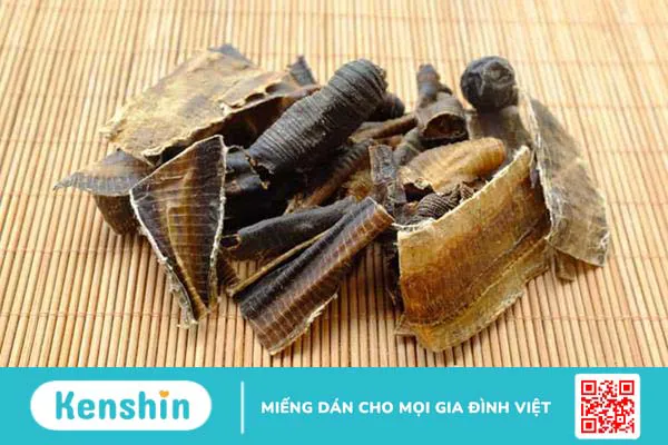 Địa long (Giun đất): Vị thuốc quý trị động kinh, giúp hạ sốt