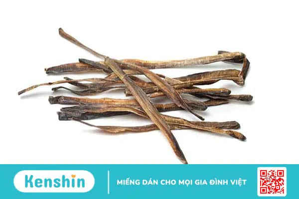 Địa long (Giun đất): Vị thuốc quý trị động kinh, giúp hạ sốt