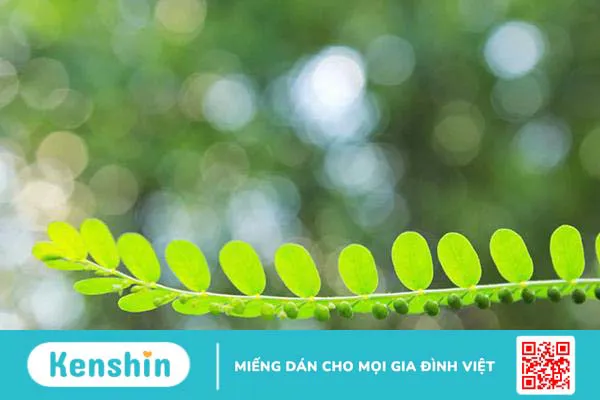 Diệp hạ châu là gì? Tác dụng, cách sử dụng lưu ý khi dùng