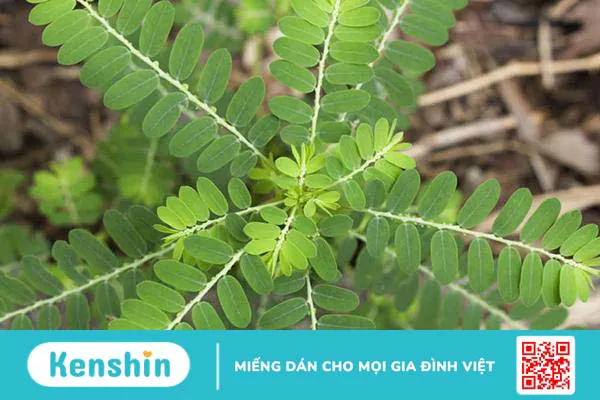 Diệp hạ châu là gì? Tác dụng, cách sử dụng lưu ý khi dùng Diệp hạ châu là gì? Tác dụng, cách sử dụng lưu ý khi dùng