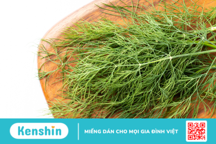 Dill và những lợi ích tuyệt vời cho sức khỏe người dùng