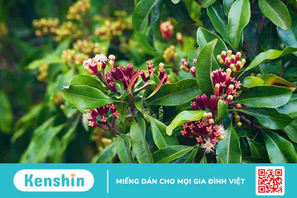 Đinh hương là gì ? Có tác dụng như thế nào ?