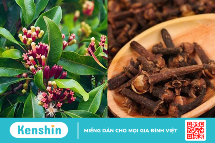 Đinh hương là gì ? Có tác dụng như thế nào ?