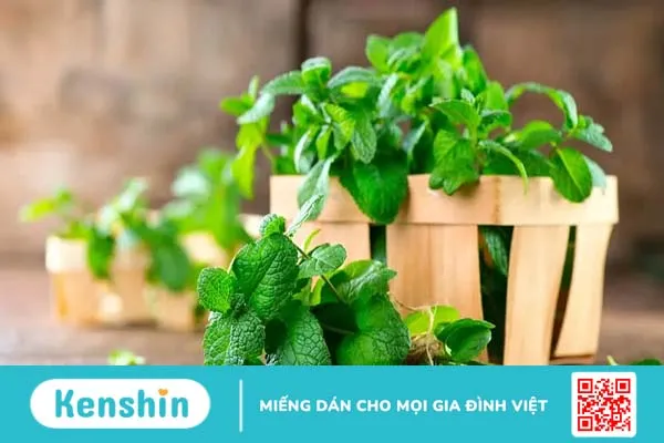 Dùng lá cây trị viêm họng tại nhà với 10+ loại lá dễ tìm, hiệu quả