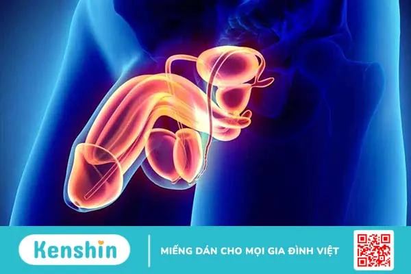 Dương vật bị lệch sang trái có nguy hiểm không?