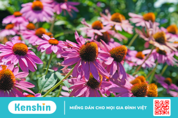 Echinacea – Công dụng và lưu ý khi sử dụng!