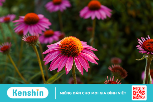 Echinacea – Công dụng và lưu ý khi sử dụng!