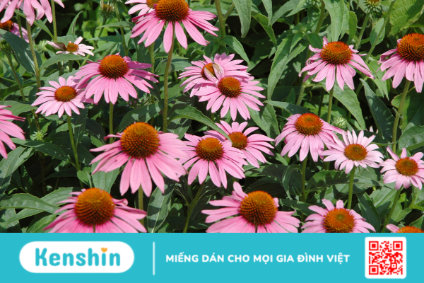 Echinacea – Công dụng và lưu ý khi sử dụng!