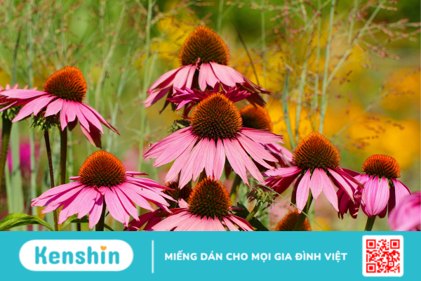 Echinacea – Công dụng và lưu ý khi sử dụng!