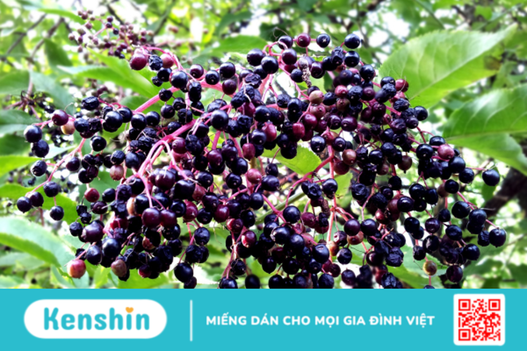 Elderberry là gì? Vai trò của Elderberry đối với sức khỏe?