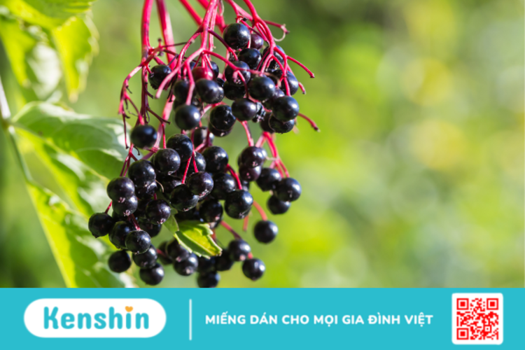 Elderberry là gì? Vai trò của Elderberry đối với sức khỏe?