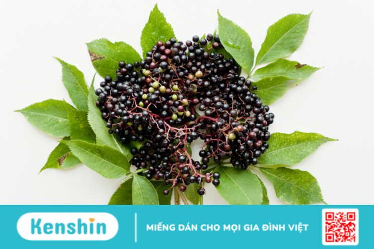 Elderberry là gì? Vai trò của Elderberry đối với sức khỏe?