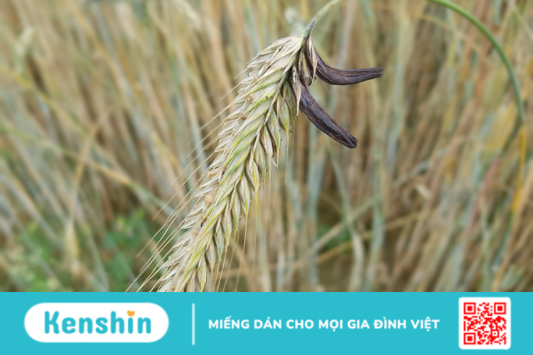 Ergot có công dụng gì? Dùng như thế nào cho hiệu quả?