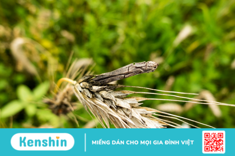 Ergot có công dụng gì? Dùng như thế nào cho hiệu quả?