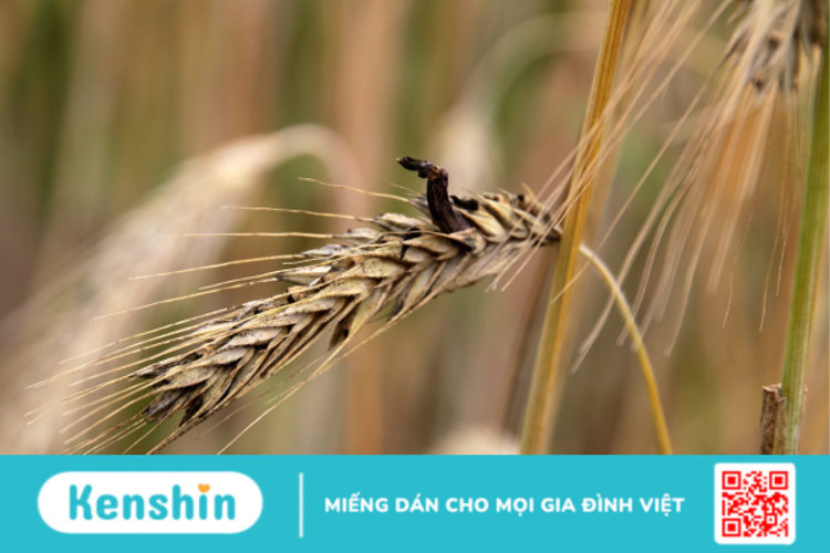 Ergot có công dụng gì? Dùng như thế nào cho hiệu quả?