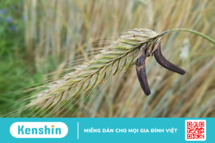 Ergot có công dụng gì? Dùng như thế nào cho hiệu quả?