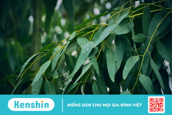 Eucalyptus tiếng Việt nghĩa là gì? Công dụng và liều dùng